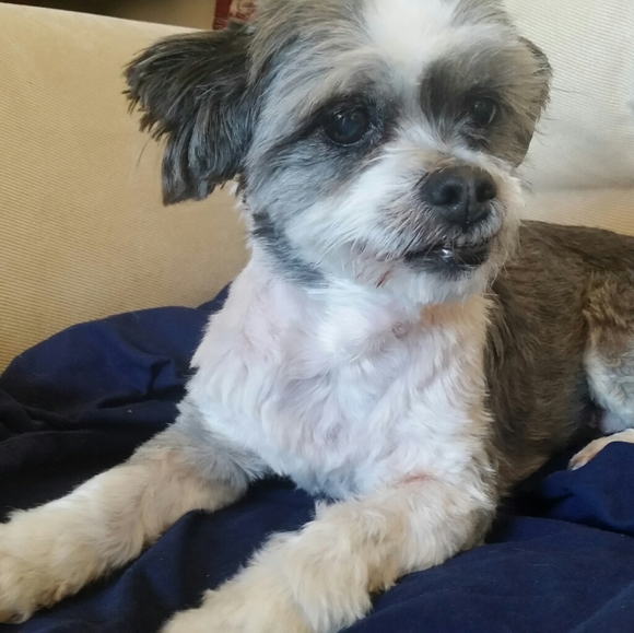 Meet your Posher, 🐰 - Picture 4 of 4